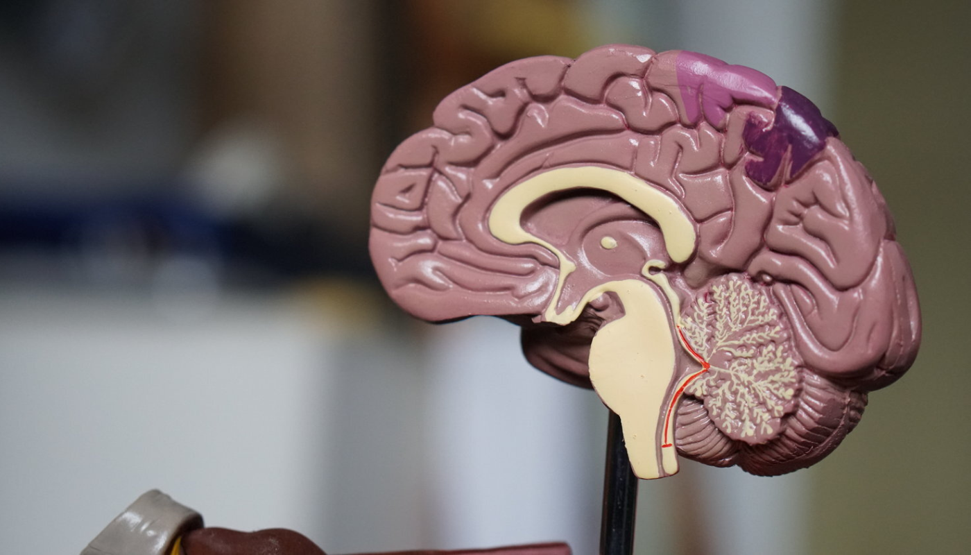 Advances in Neuroscience Understanding the Human Brain
